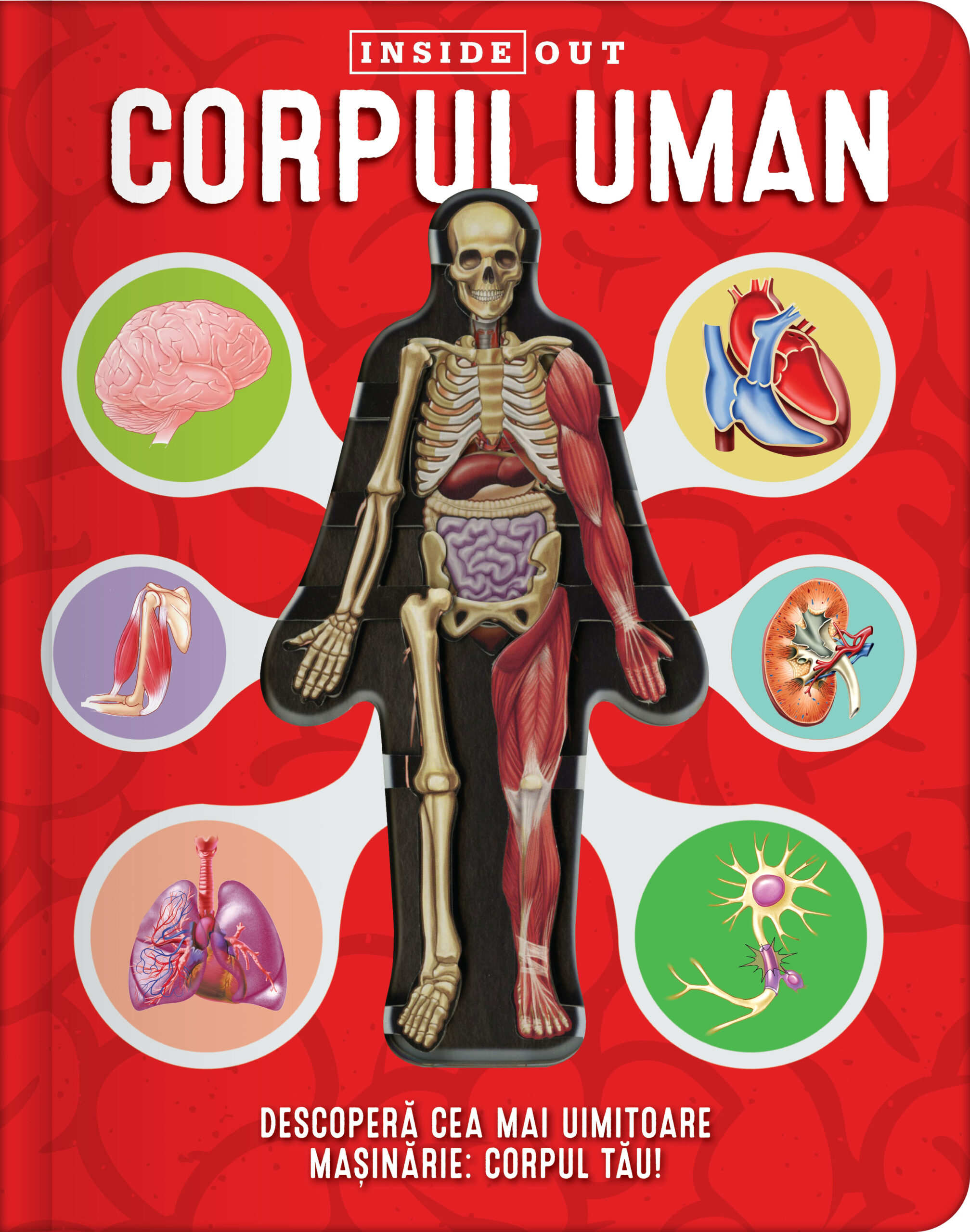Corpul uman 3D